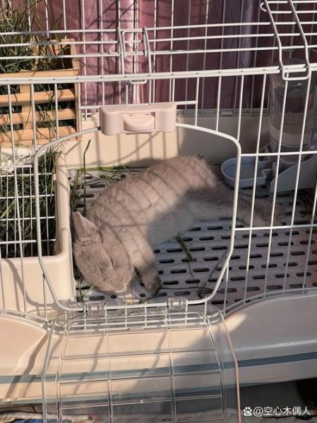 兔子睡觉姿势_兔子睡觉时间多久