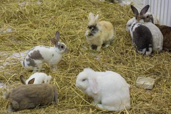 兔子怎么养_兔子能吃什么蔬菜