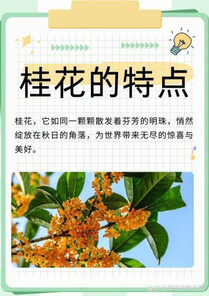 桂花长什么样子_桂花形状颜色气味特点