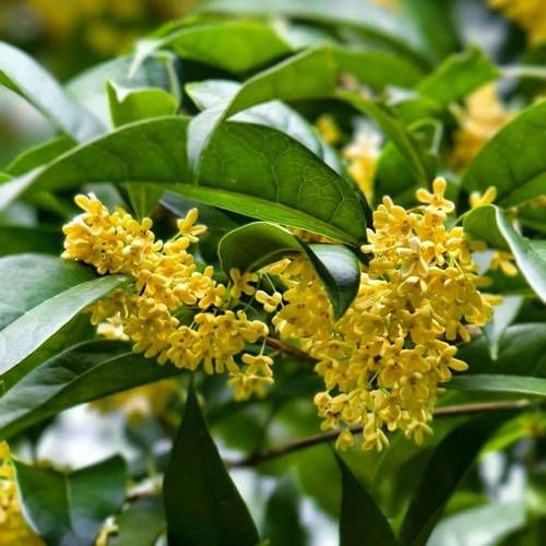 桂花长什么样子_桂花形状颜色气味特点