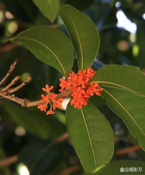 桂花长什么样子_桂花形状颜色气味特点