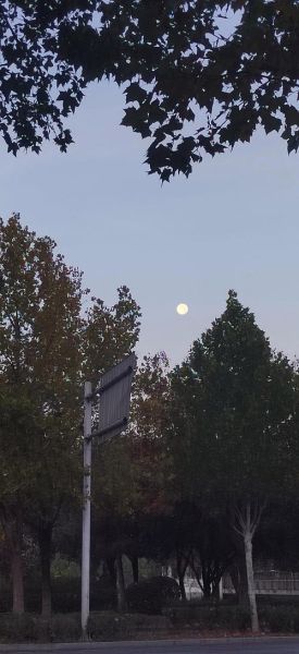 清晨月亮为什么会出现_清晨月亮的寓意是什么