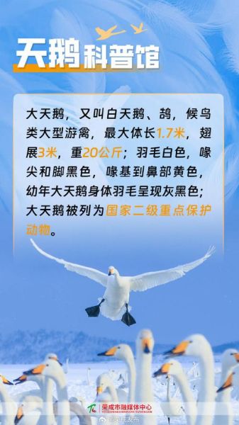 天鹅象征什么_天鹅命名由来