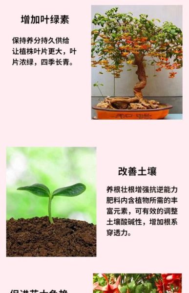 种树苗用什么肥料好_怎么种树苗成活率高