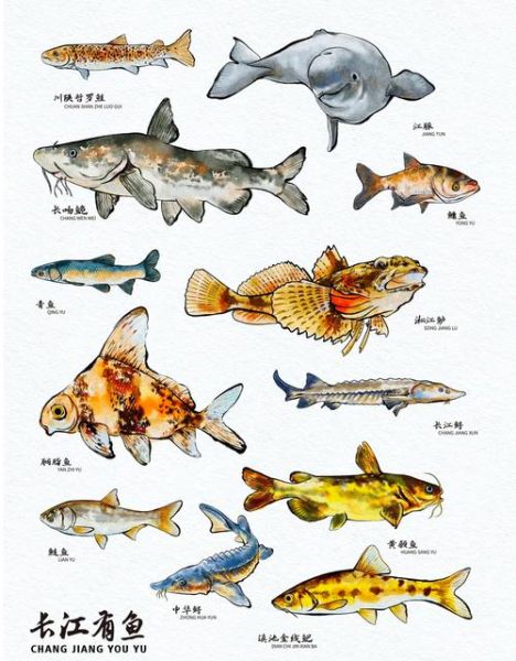 描绘鱼的词语有哪些_如何生动描写鱼的形态