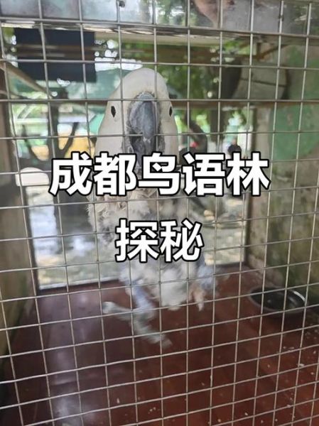 鸟林是什么意思_鸟林是成语吗