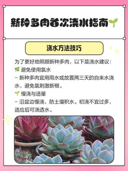 新绿植物怎么养_新绿植物多久浇一次水