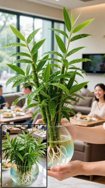 新绿植物怎么养_新绿植物多久浇一次水