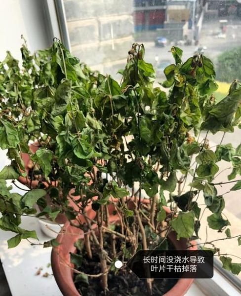 花不好怎么办_花枯萎了还能救活吗