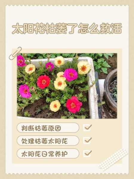 花不好怎么办_花枯萎了还能救活吗