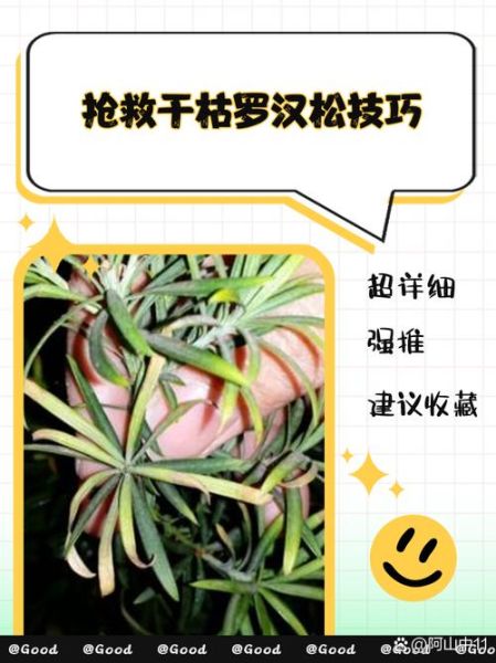 植物快死了怎么办_如何抢救快枯萎的植物