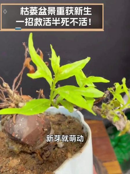 植物快死了怎么办_如何抢救快枯萎的植物