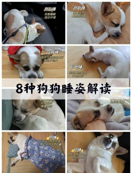小狗睡觉为什么打鼾_小狗睡觉姿势代表什么