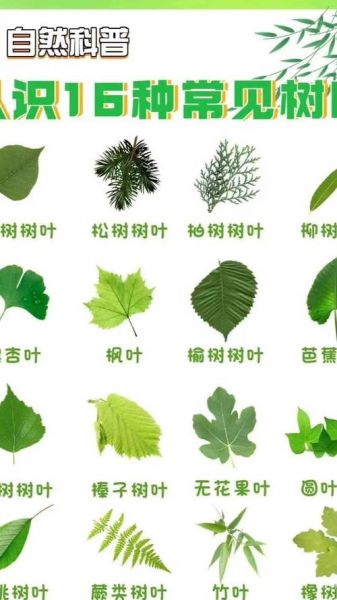 树叶颜色词语有哪些_如何描写树叶颜色