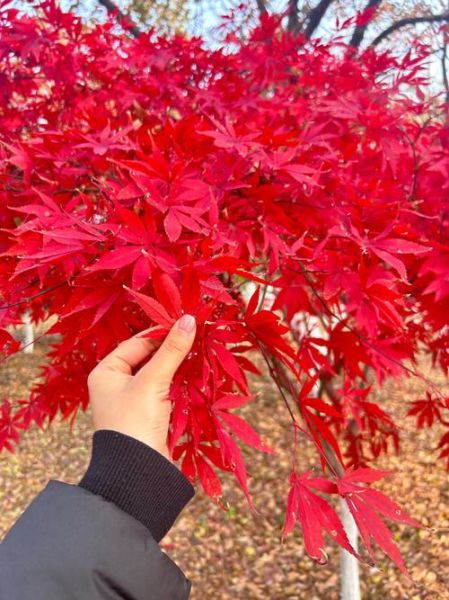 枫红什么时候最美_如何形容枫红最动人