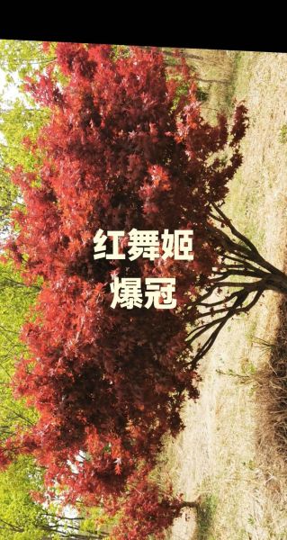 枫红什么时候最美_如何形容枫红最动人