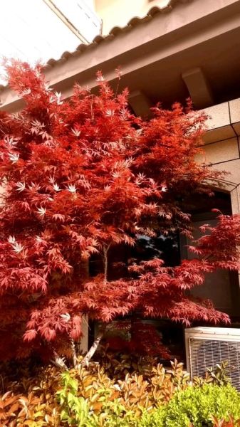 枫红什么时候最美_如何形容枫红最动人