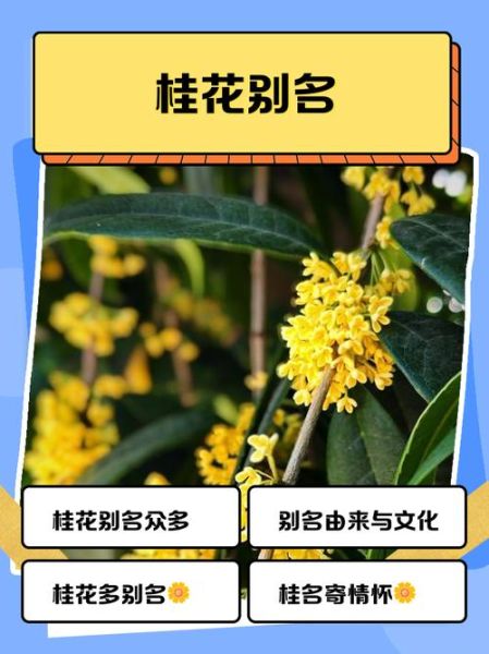 桂花四字词语有哪些_桂花四字词语大全