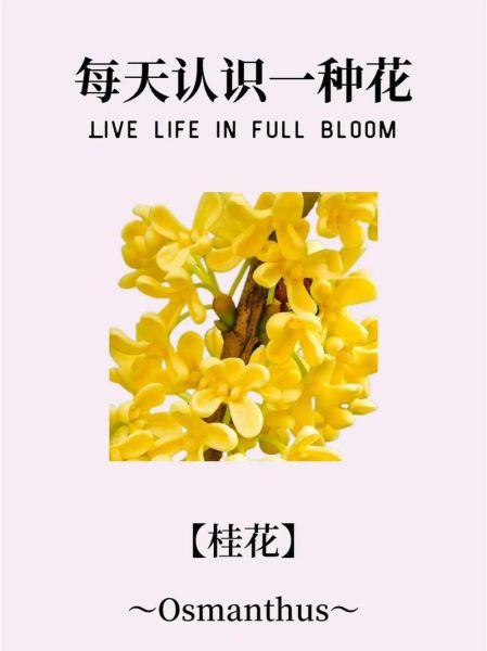 桂花四字词语有哪些_桂花四字词语大全