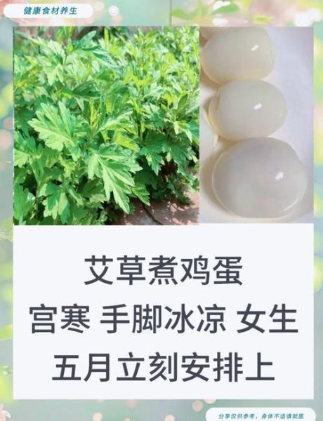 艾草煮鸡蛋怎么做_艾草鸡蛋的功效与禁忌