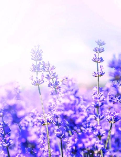 紫绿色搭配技巧_紫绿色适合什么场合