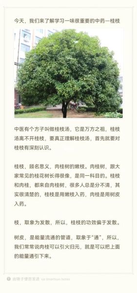 枝独秀是什么意思_枝独秀的典故和用法