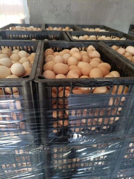 鸭蛋生蛋怎么回事_鸭蛋生蛋周期多久