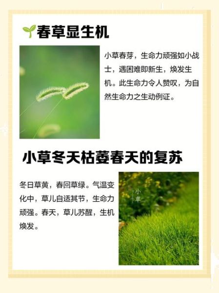 小草生长过程_小草生长需要什么条件