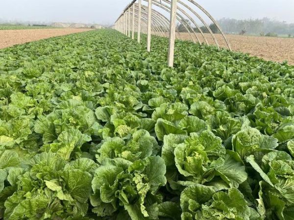 白菜地怎么形容_形容白菜地的优美词语