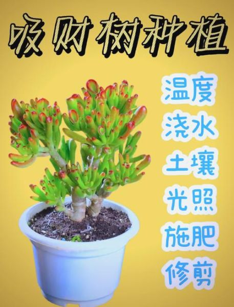 长得茂盛的植物怎么养_长得茂盛的秘诀是什么