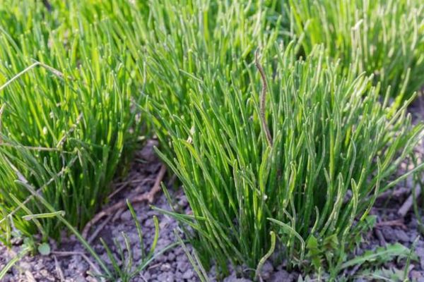 草牙是什么_草牙的功效与作用