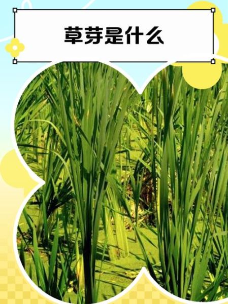 草牙是什么_草牙的功效与作用