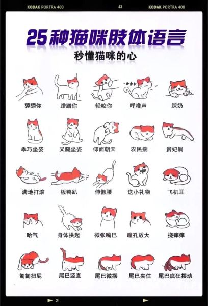 猫猫是词语吗_猫猫算不算正式词汇