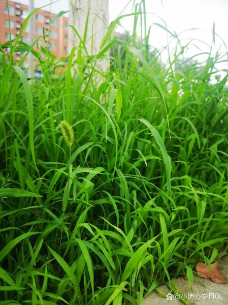 绿草是什么植物_绿草有哪些常见品种