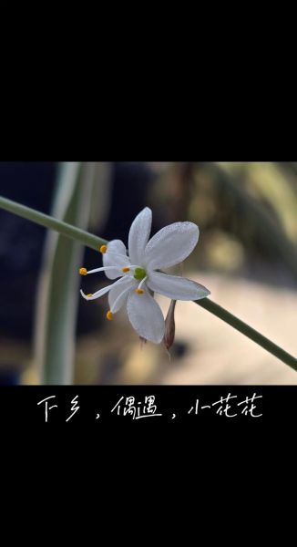 小花是词语吗_小花算不算词语