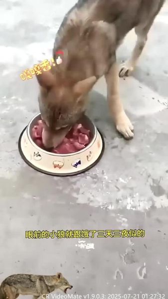 狼吞虎咽是什么意思_如何优雅进食