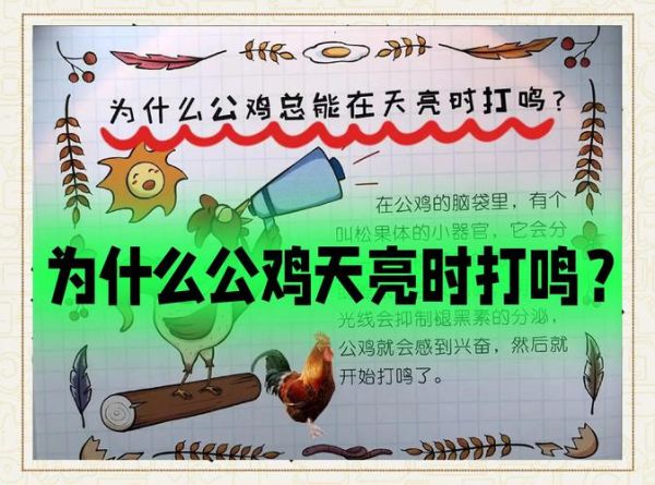 公鸡为什么打鸣_公鸡几点开始叫