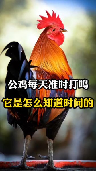 公鸡为什么打鸣_公鸡几点开始叫