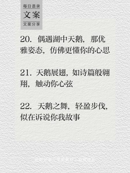 天鹅为什么那么美_描写天鹅的优美词语有哪些