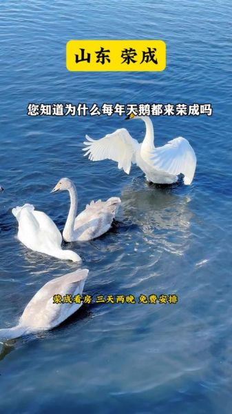 天鹅为什么那么美_描写天鹅的优美词语有哪些