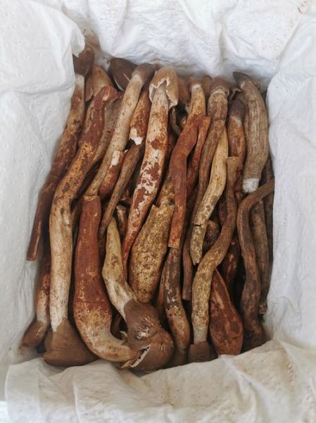 山珍有哪些品种_如何挑选新鲜山珍