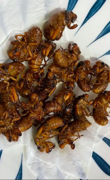 知了猴怎么保存_知了猴冷冻前要不要焯水