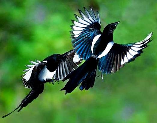 喜鹊什么预兆_喜鹊叫吉凶时间表