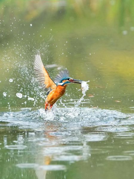 翠鸟捕鱼技巧_翠鸟怎么抓鱼