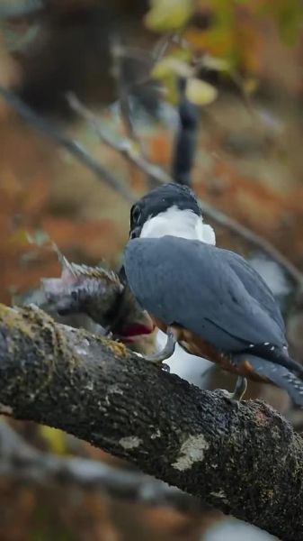 翠鸟捕鱼技巧_翠鸟怎么抓鱼