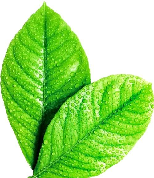 绿色象征什么意义_绿色有哪些文化内涵