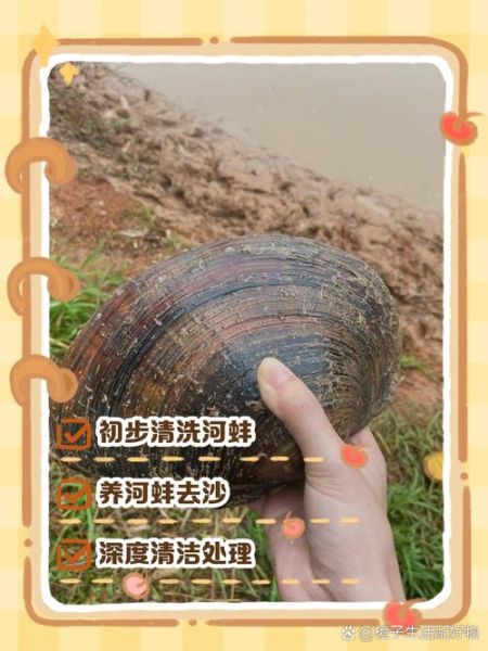 河蚌怎么清洗_河蚌怎么做好吃又简单