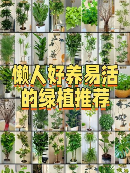 绿叶朝气是什么_如何在家养出蓬勃绿意