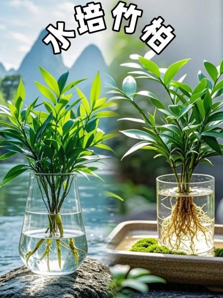 绿叶朝气是什么_如何在家养出蓬勃绿意