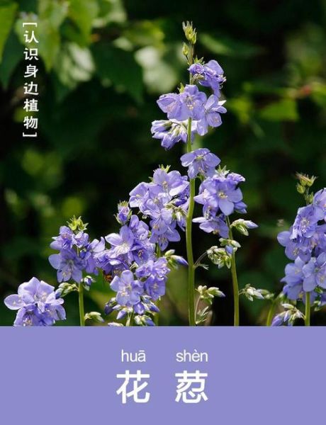 山上的鲜花有哪些品种_如何识别山上的野花